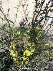 Solidago virgaurea