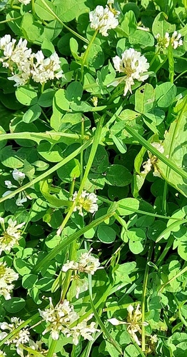 white clover