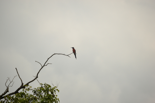 Rosy Bee-eater