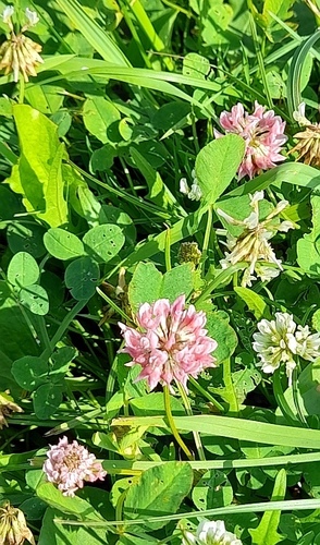 Alsike clover