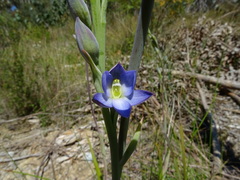 Thelymitra grandiflora