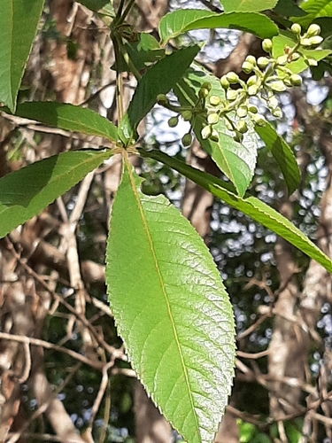Lamanonia ternata