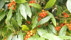 Pittosporum undulatum