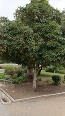 Pittosporum undulatum