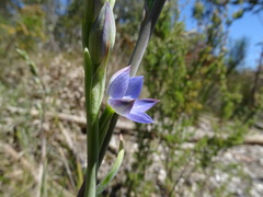 Thelymitra grandiflora
