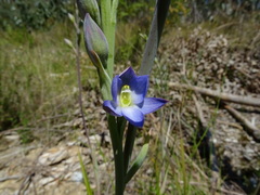 Thelymitra grandiflora
