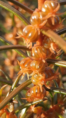 Image of Gyrostemon australasicus by (c) Andrew Thornhill, some rights reserved (CC BY)