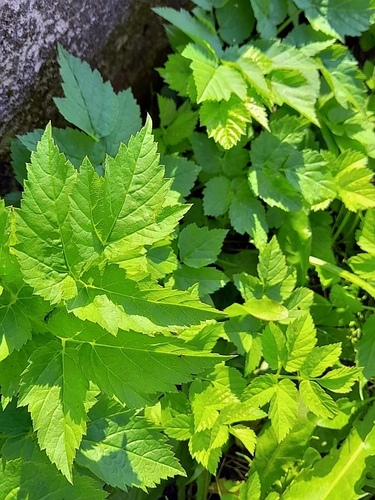 Goutweed
