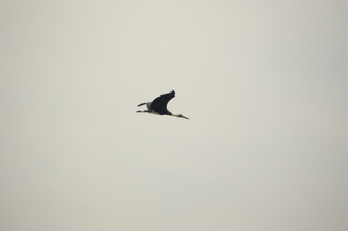 African Woolly-necked Stork