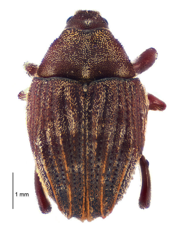 Psepholax sulcatus