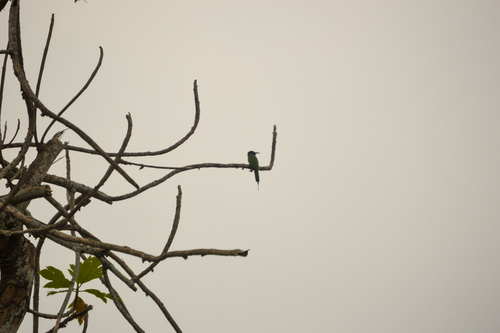Black-headed Bee-eater