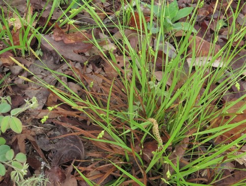 Carex digitalis var. macropoda