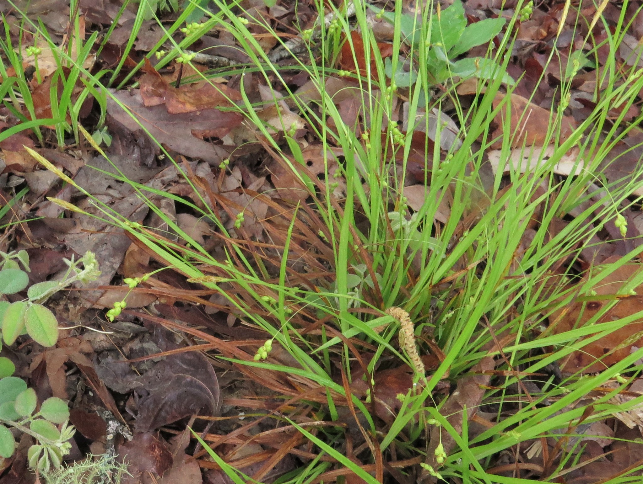 Carex digitalis var. macropoda