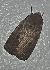 Athetis reclusa