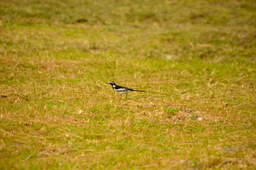 African Pied Wagtail