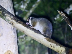 Masked Ringtail photo 3