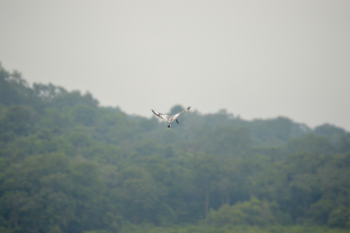 Pied Kingfisher