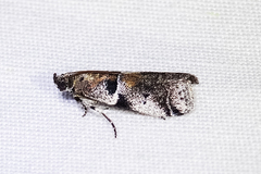 Quasisalebria atratella