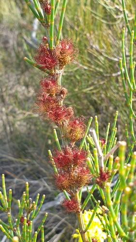 Dwarf she-oak (Allocasuarina pusilla)