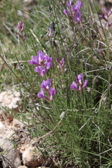 Astragalus gracilis