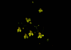 Utricularia subulata