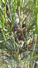 Allocasuarina pusilla, photograph (c) Andrew Thornhill, some rights reserved (CC BY)