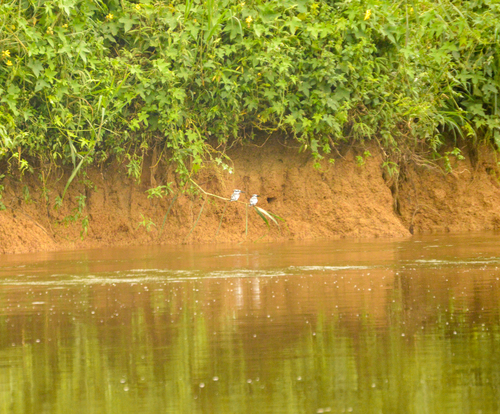 Pied Kingfisher