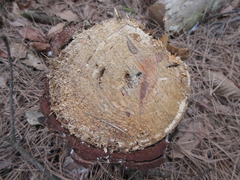 Pinus densiflora