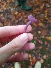 Laccaria amethystina