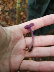 Laccaria amethystina