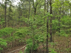 Crataegus gattingeri