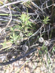 Leptospermum arachnoides