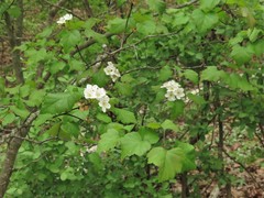 Crataegus gattingeri