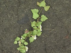 Crataegus gattingeri