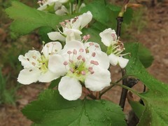 Crataegus gattingeri