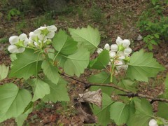 Crataegus gattingeri