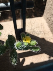 Delosperma echinatum