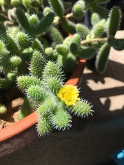 Delosperma echinatum