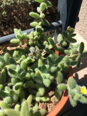 Delosperma echinatum