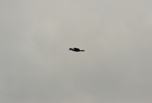 Black-casqued Hornbill