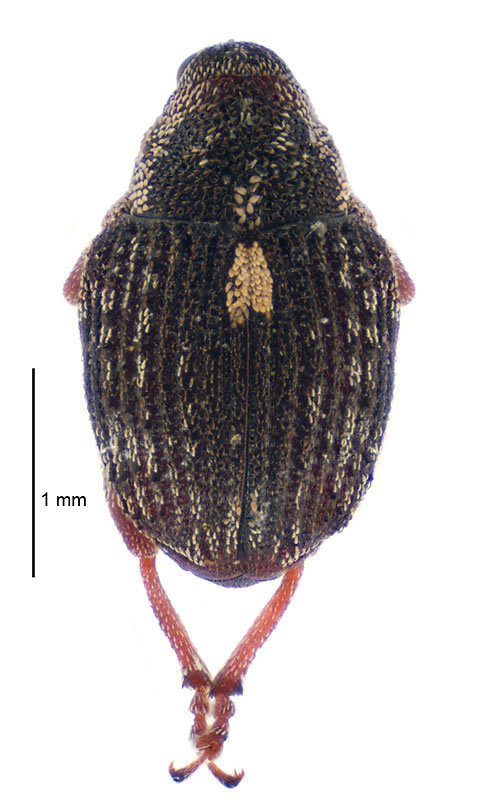 Rhinoncus australis