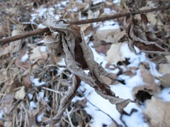 Veronicastrum sibiricum