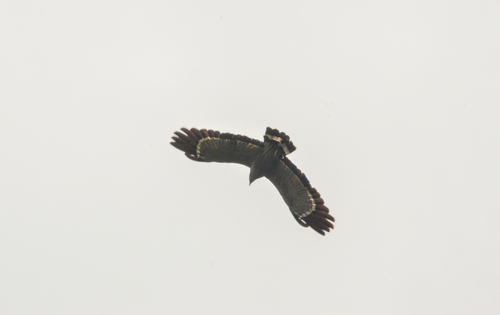 African Harrier-Hawk