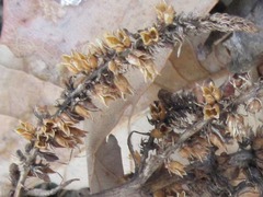 Veronicastrum sibiricum