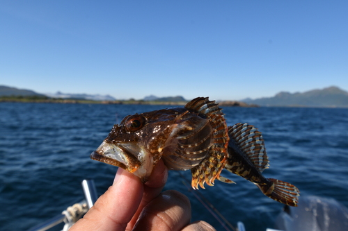 Myoxocephalus scorpius