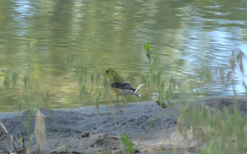 iNaturalist observation 2025-06-12