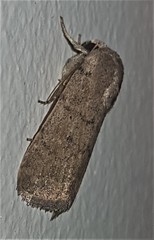 Athetis reclusa
