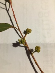 Eucalyptus youmanii