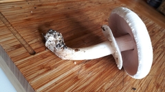 Agaricus campestris
