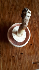 Agaricus campestris